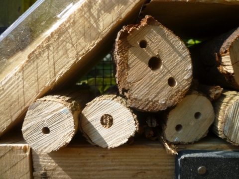 Mein Insektenhotel "Forum Insectum"
