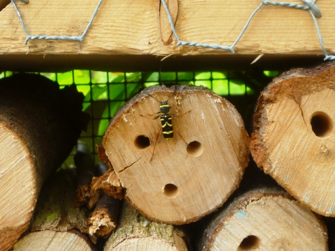 Mein Insektenhotel "Forum Insectum"