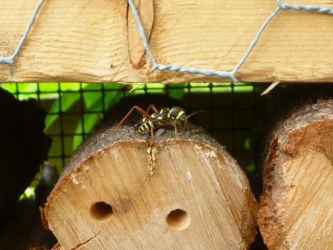 Mein Insektenhotel "Forum Insectum"