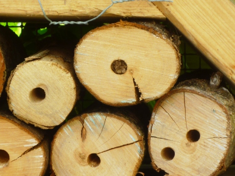 Mein Insektenhotel "Forum Insectum"