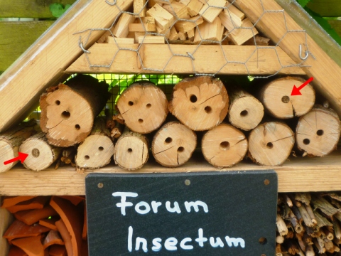 Mein Insektenhotel "Forum Insectum"