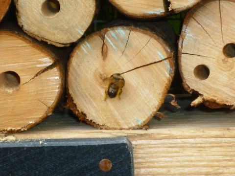 Mein Insektenhotel "Forum Insectum"