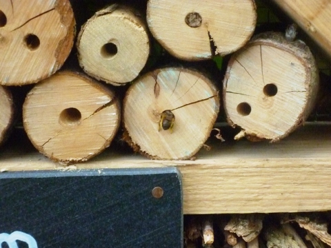 Mein Insektenhotel "Forum Insectum"