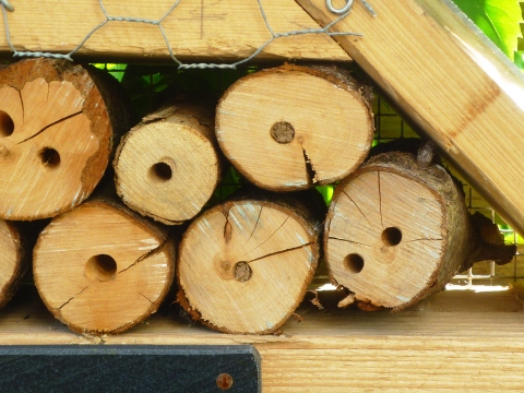 Mein Insektenhotel "Forum Insectum"