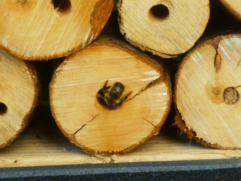 Mein Insektenhotel "Forum Insectum"