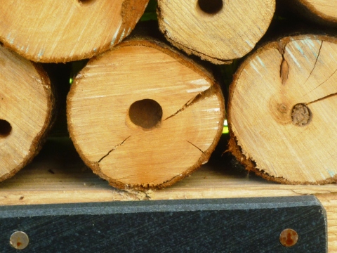 Mein Insektenhotel "Forum Insectum"