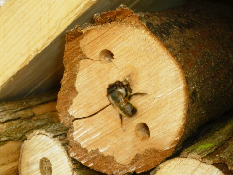 Mein Insektenhotel "Forum Insectum"