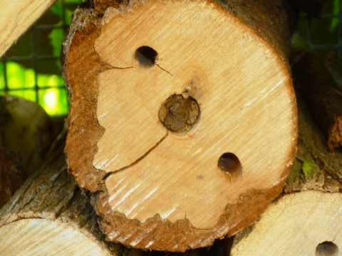 Mein Insektenhotel "Forum Insectum"