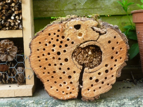 Mein Insektenhotel "Forum Insectum"