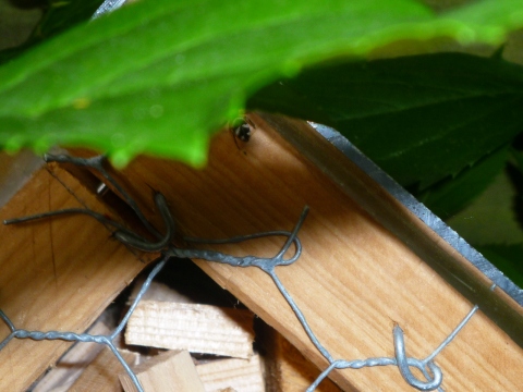 Mein Insektenhotel "Forum Insectum"