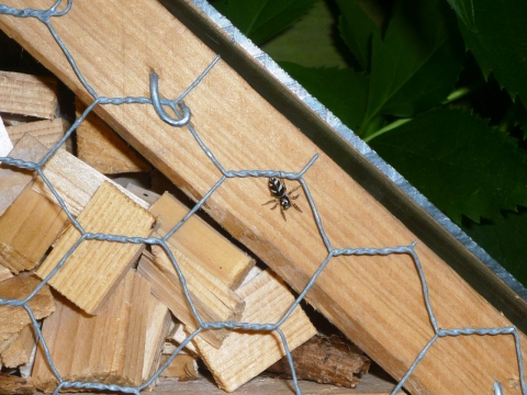 Mein Insektenhotel "Forum Insectum"