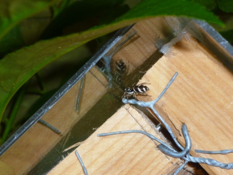 Mein Insektenhotel "Forum Insectum"