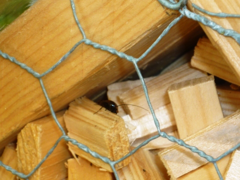 Mein Insektenhotel "Forum Insectum"