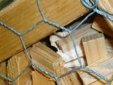 Mein Insektenhotel "Forum Insectum"