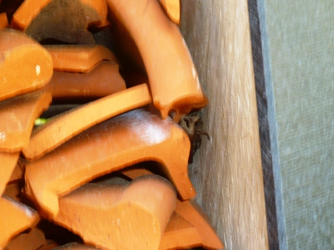 Mein Insektenhotel "Forum Insectum"