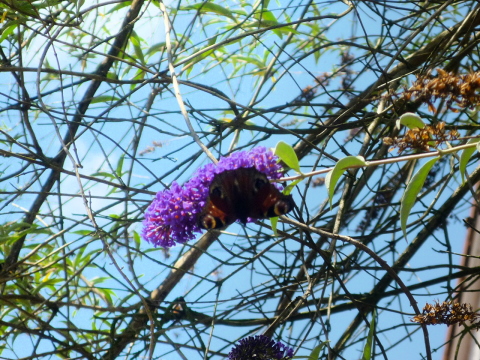 Mein Insektenhotel "Forum Insectum"