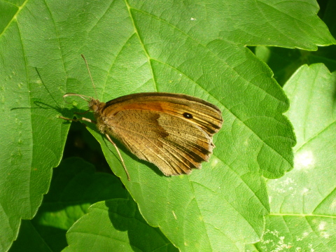 Mein Insektenhotel "Forum Insectum"