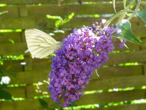 Mein Insektenhotel "Forum Insectum"