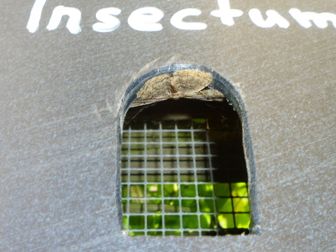 Mein Insektenhotel "Forum Insectum"