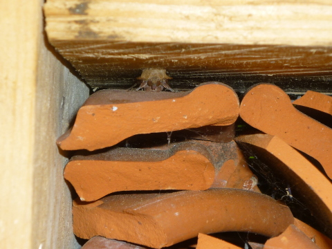 Mein Insektenhotel "Forum Insectum"