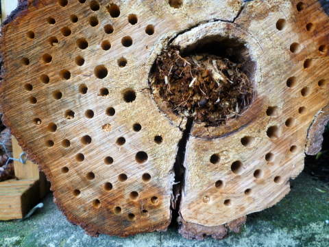 Mein Insektenhotel "Forum Insectum"