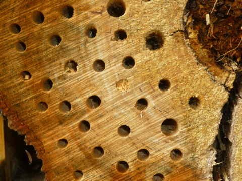 Mein Insektenhotel "Forum Insectum"