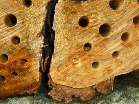 Mein Insektenhotel "Forum Insectum"