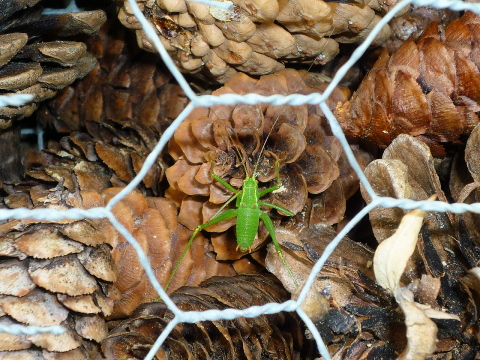 Mein Insektenhotel "Forum Insectum"