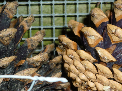 Mein Insektenhotel "Forum Insectum"