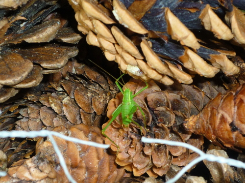 Mein Insektenhotel "Forum Insectum"