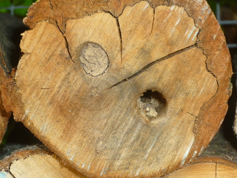 Mein Insektenhotel "Forum Insectum"