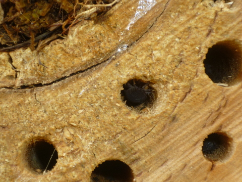 Mein Insektenhotel "Forum Insectum"