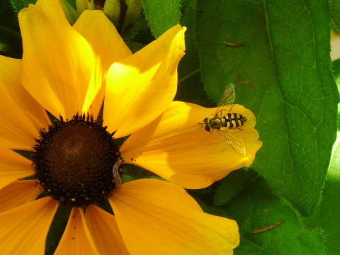 Mein Insektenhotel "Forum Insectum"
