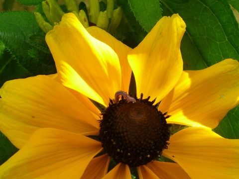 Mein Insektenhotel "Forum Insectum"