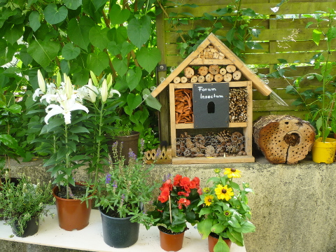 Mein Insektenhotel "Forum Insectum"