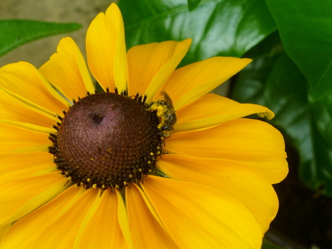 Mein Insektenhotel "Forum Insectum"