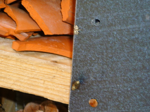 Mein Insektenhotel "Forum Insectum"