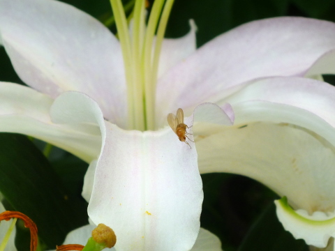 Mein Insektenhotel "Forum Insectum"