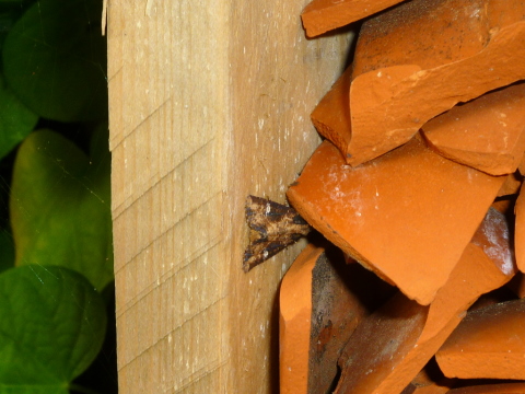 Mein Insektenhotel "Forum Insectum"