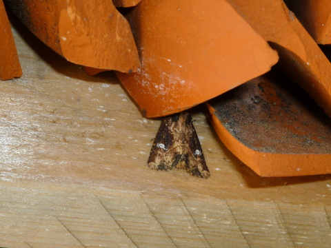 Mein Insektenhotel "Forum Insectum"