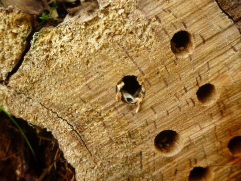 Mein Insektenhotel "Forum Insectum"