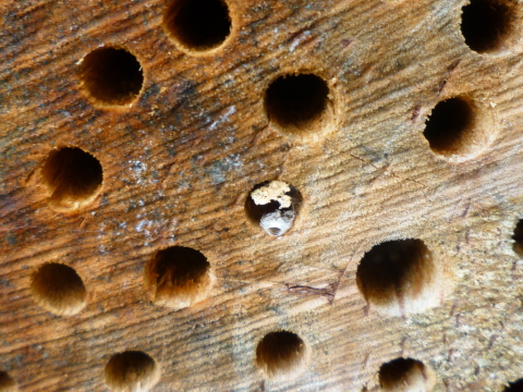 Mein Insektenhotel "Forum Insectum"
