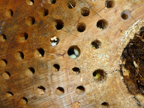 Mein Insektenhotel "Forum Insectum"