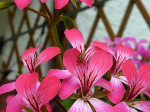 Mein Insektenhotel "Forum Insectum"