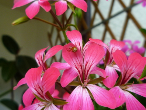 Mein Insektenhotel "Forum Insectum"