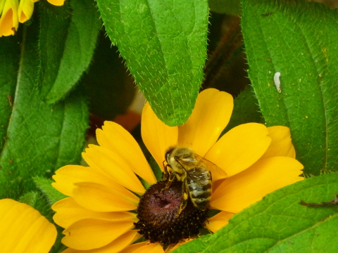 Mein Insektenhotel "Forum Insectum"