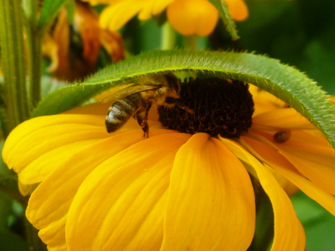 Mein Insektenhotel "Forum Insectum"