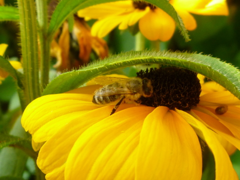 Mein Insektenhotel "Forum Insectum"