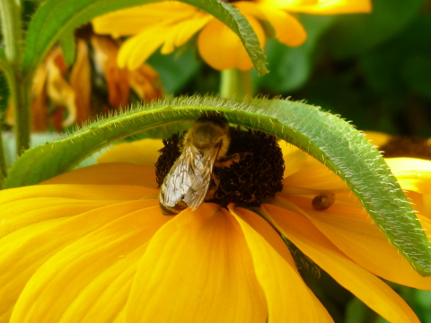 Mein Insektenhotel "Forum Insectum"