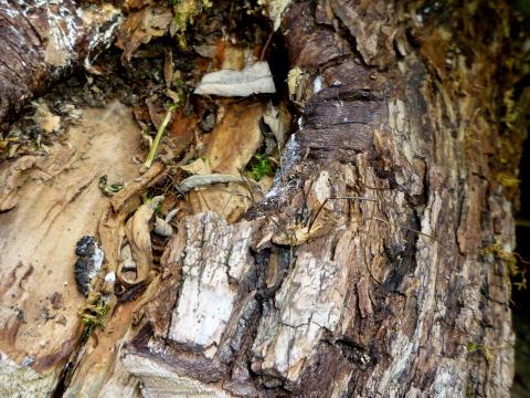 Mein Insektenhotel "Forum Insectum"